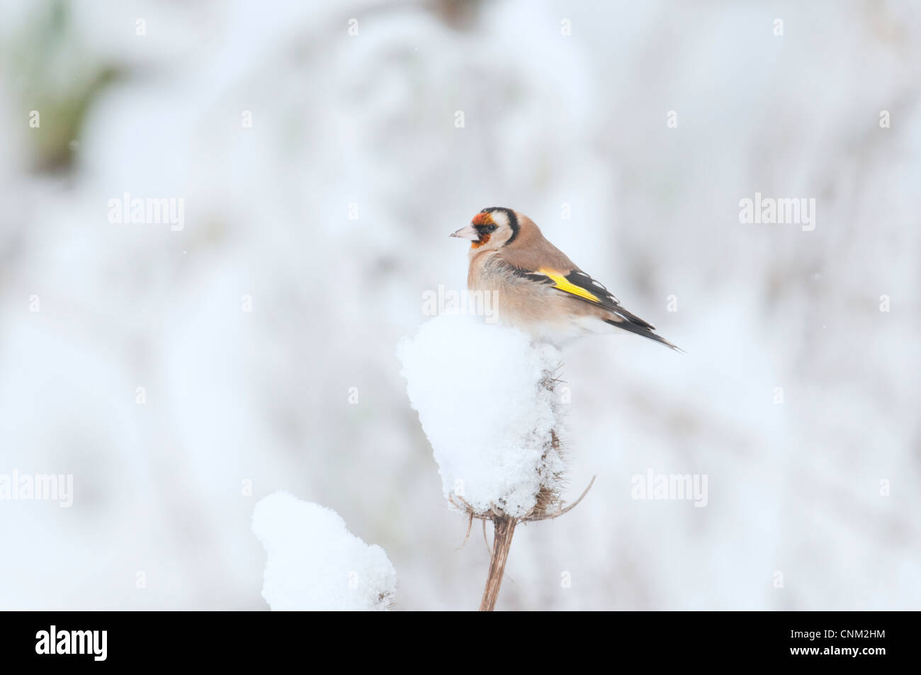 Cardellino Carduelis carduelis appollaiato sulla testa teasel nella neve. Hastings, Sussex, Regno Unito Foto Stock