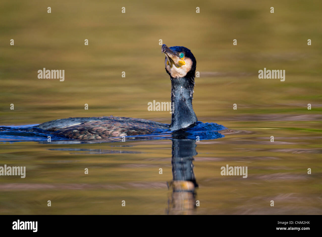 ; Cormorano Phalacrocorax carbo; adulto ; Regno Unito Foto Stock