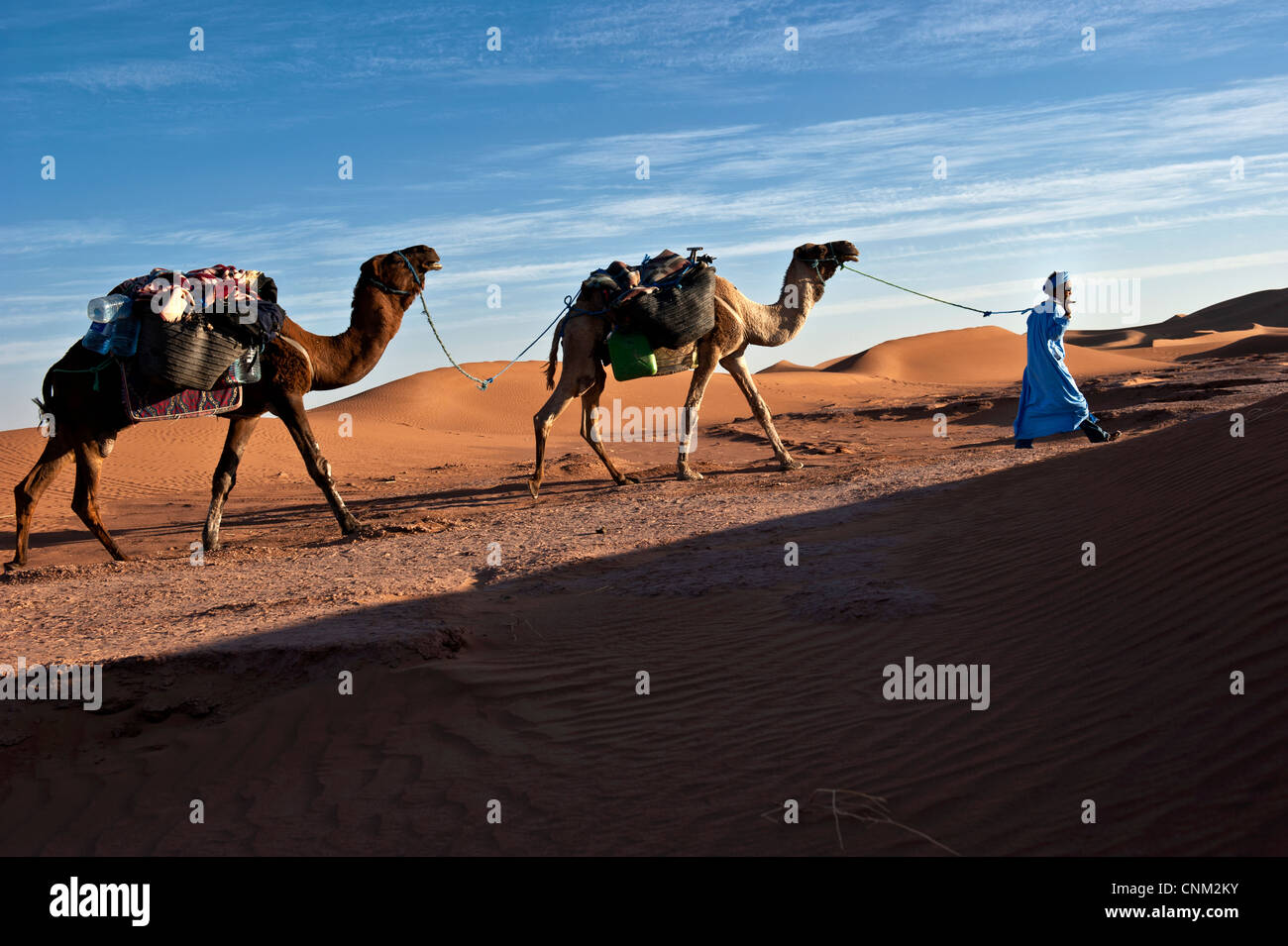 Il Nomad Berber con due dromedari sulle dune di sabbia di Erg Chigaga, il Deserto del Sahara, Marocco Foto Stock