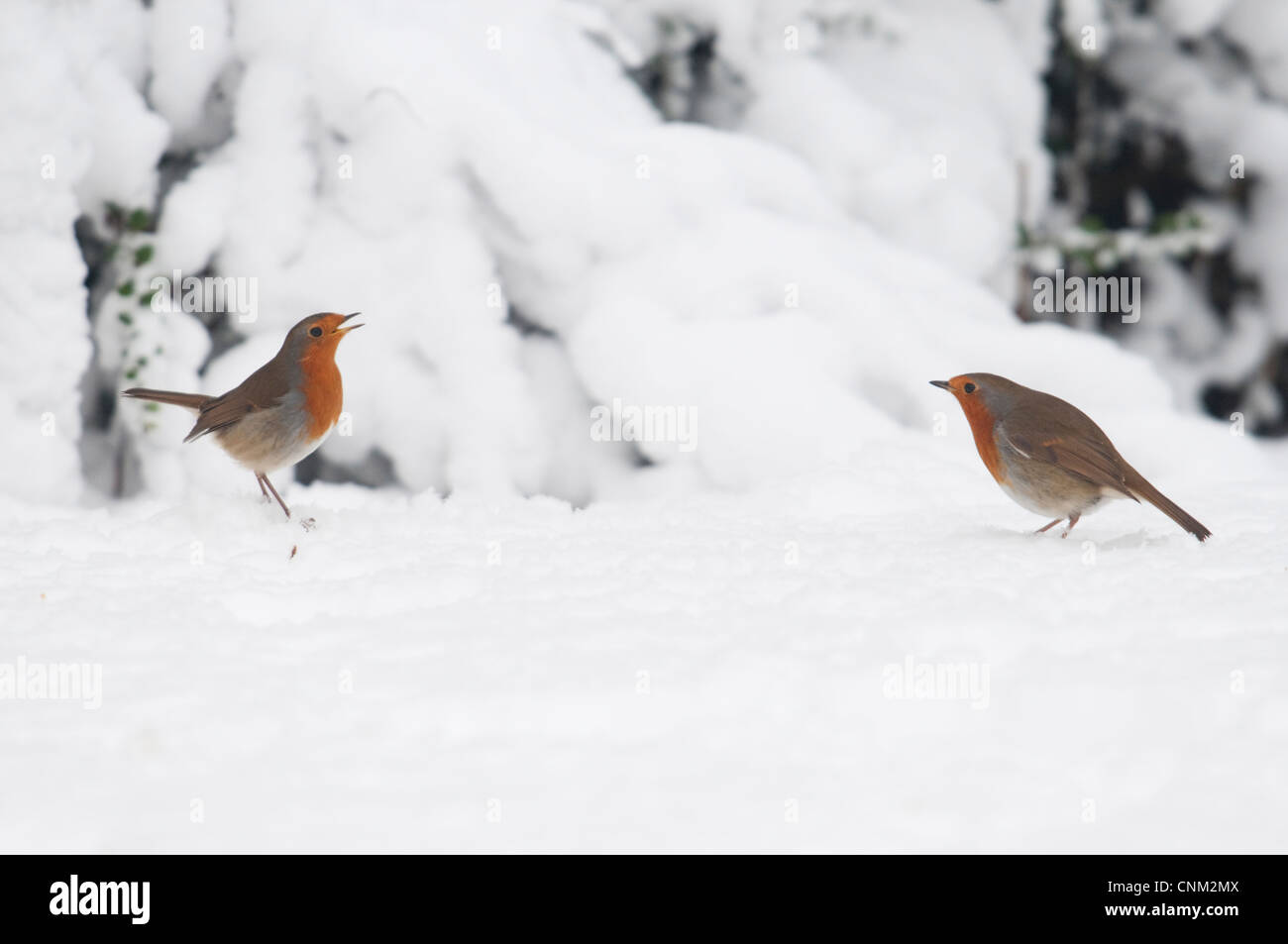 Una coppia di pettirossi rivolta off, impegnato in una disputa territoriale in caso di neve. Hastings, Sussex, Regno Unito Foto Stock