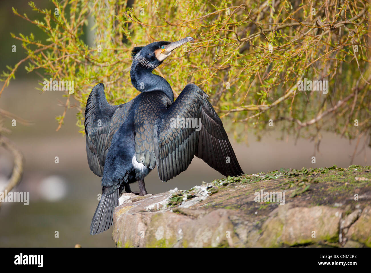 ; Cormorano Phalacrocorax carbo; adulto; Regno Unito; essiccamento parafango Foto Stock