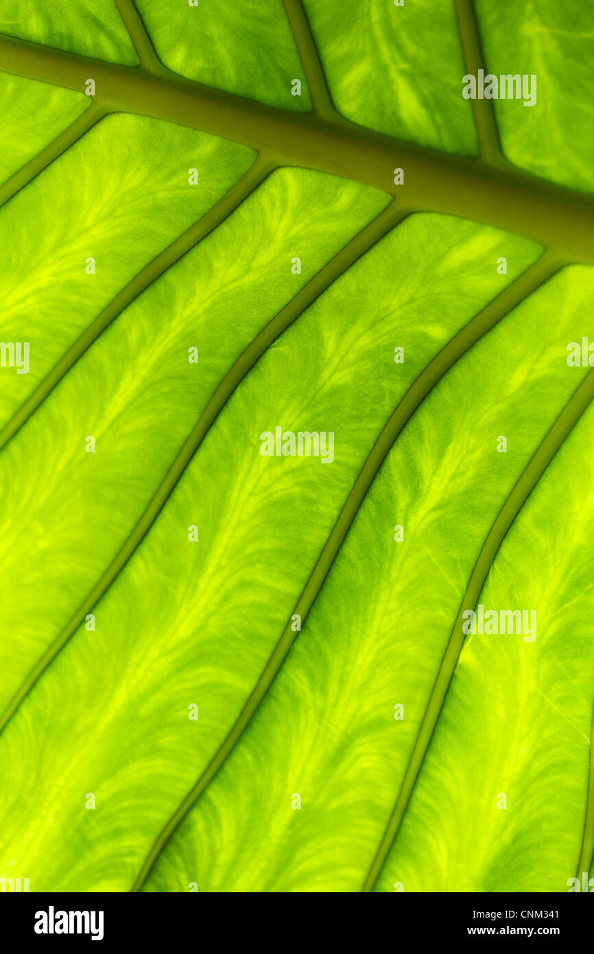 Foglia verde closeup. Foto Stock
