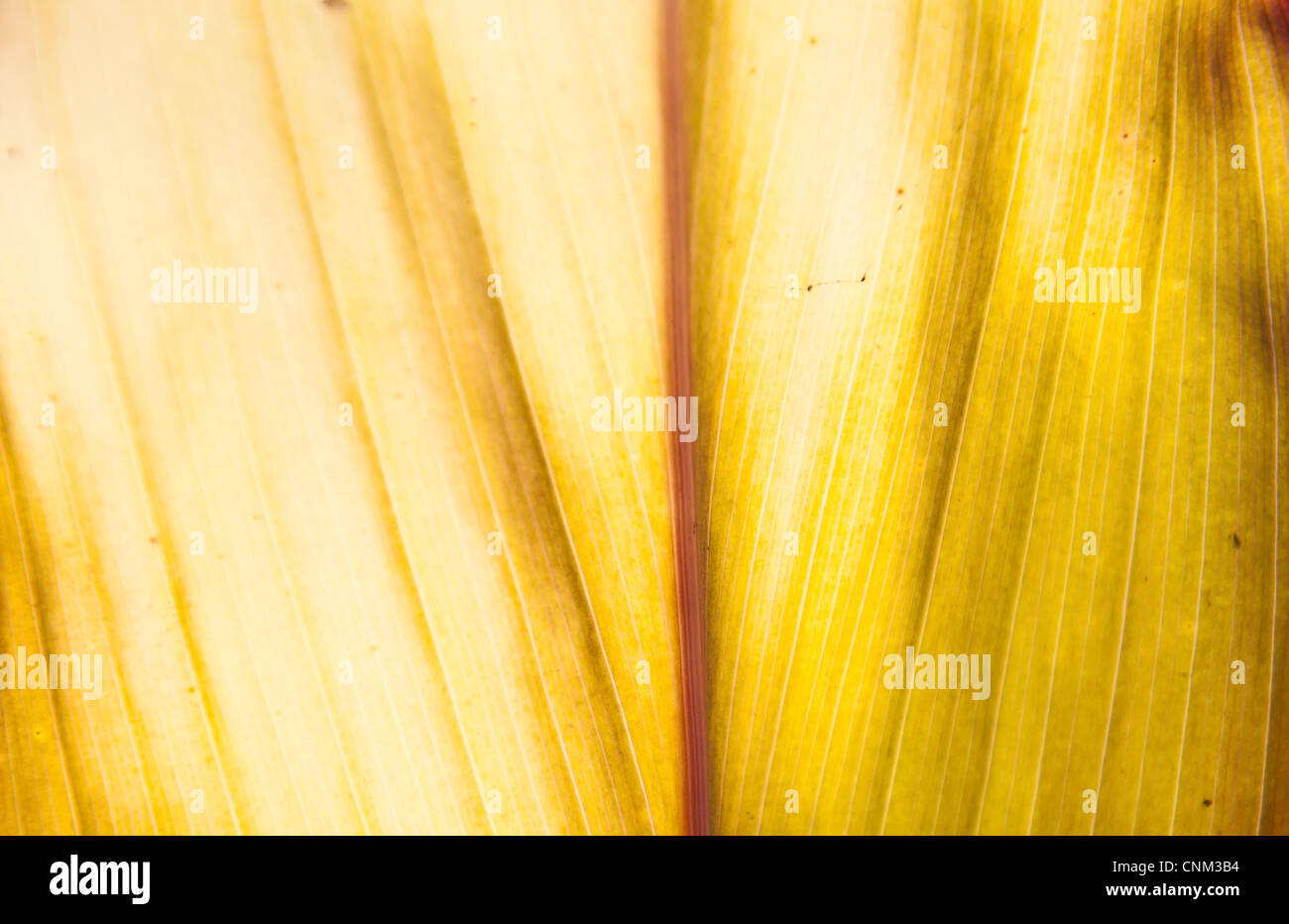 Yellow leaf background texture Foto Stock