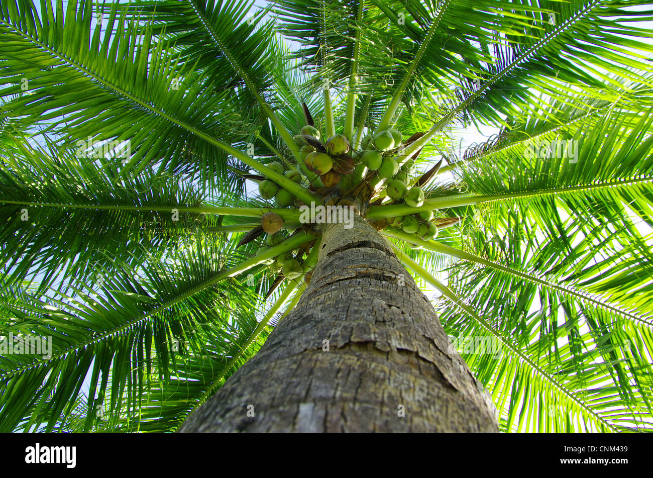 Green Palm tree sul cielo blu sullo sfondo Foto Stock