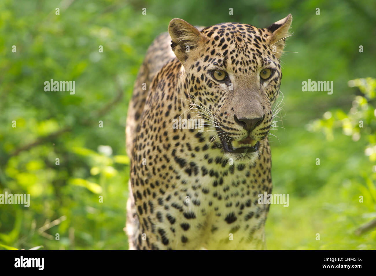 Un leopard in wild, Yala National Park, Sri Lanka Foto Stock