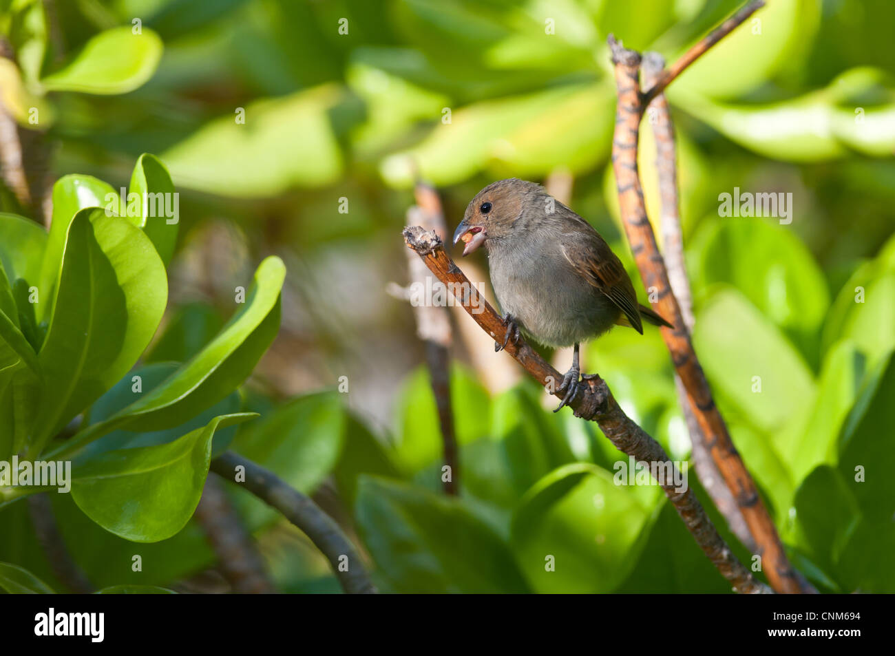 Una femmina di minor Antillean Bullfinch mangia un seme mentre appollaiato su un ramo sull'isola di Antigua. Foto Stock
