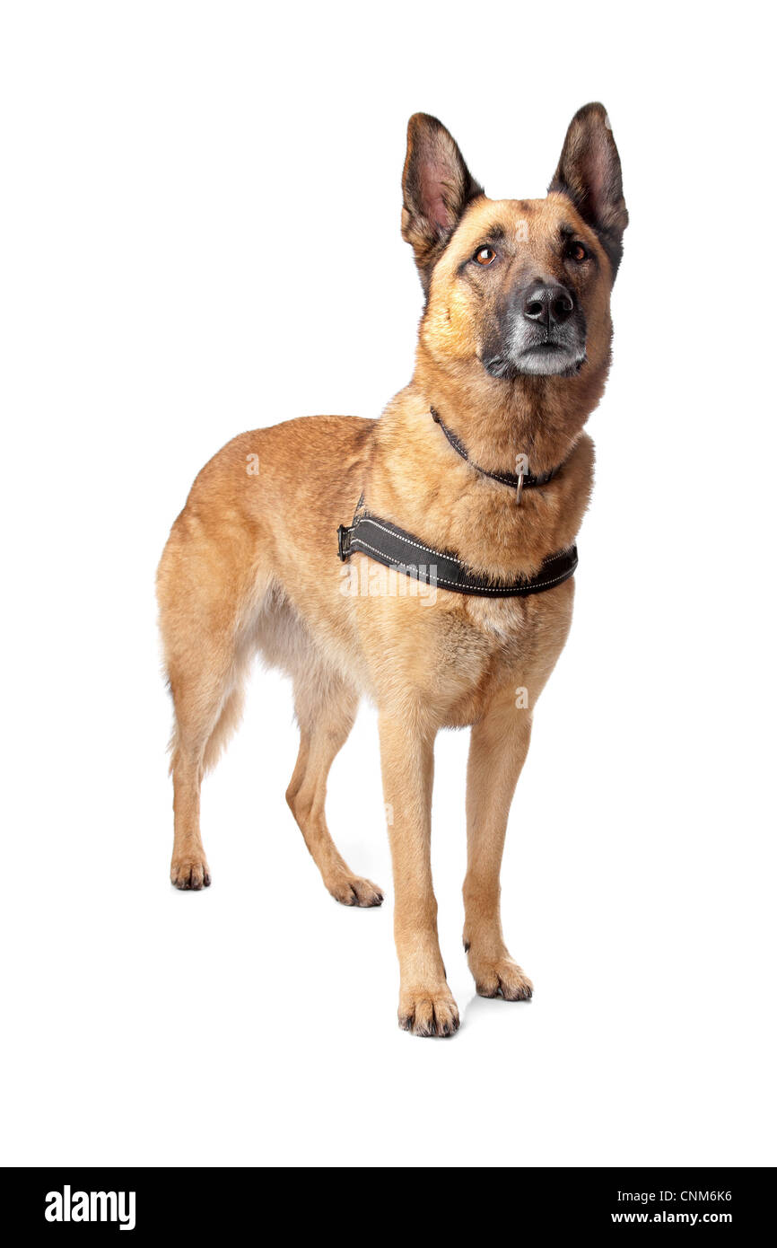 Pastore Tedesco cane guarda lontano, isolato su uno sfondo bianco Foto Stock