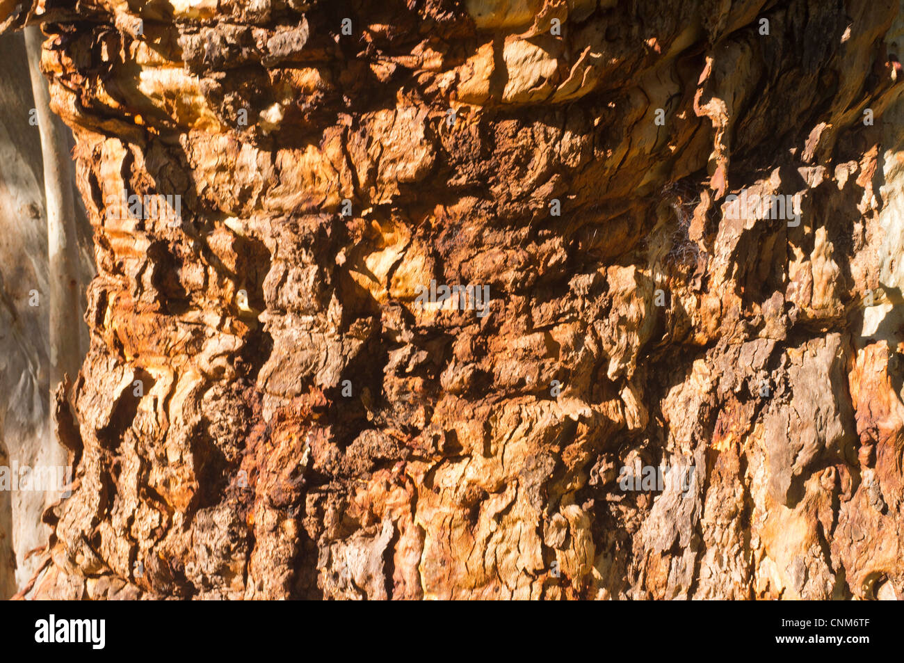 Corteccia di trama sulle rive di un fiume Red Gum tree (Eucalyptus camaldulensis) a Mambray Creek in Mount Remarkable National Park nel Sud di Flinders Ranges. Foto Stock