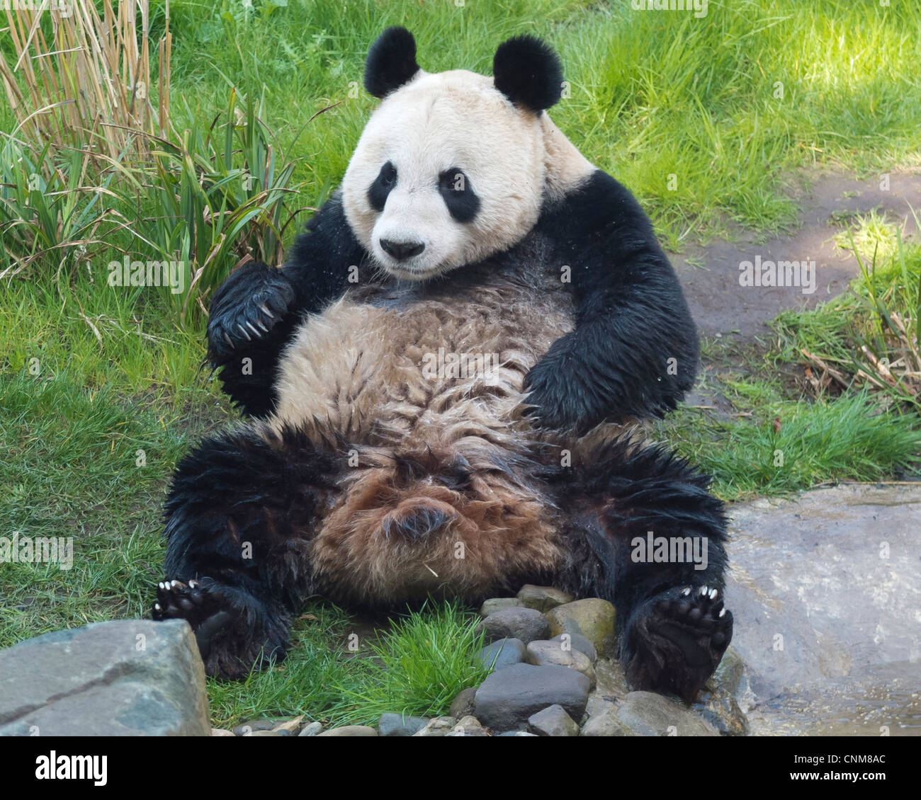 Panda gigante Tian Tian femmina alla Edinburgh Zoo - giocando con acqua un giorno prima di accoppiamento in Marzo 2012 - segno di estro Foto Stock