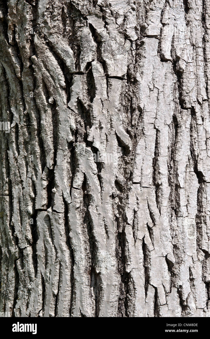 Olive tree texture di trunk Foto Stock