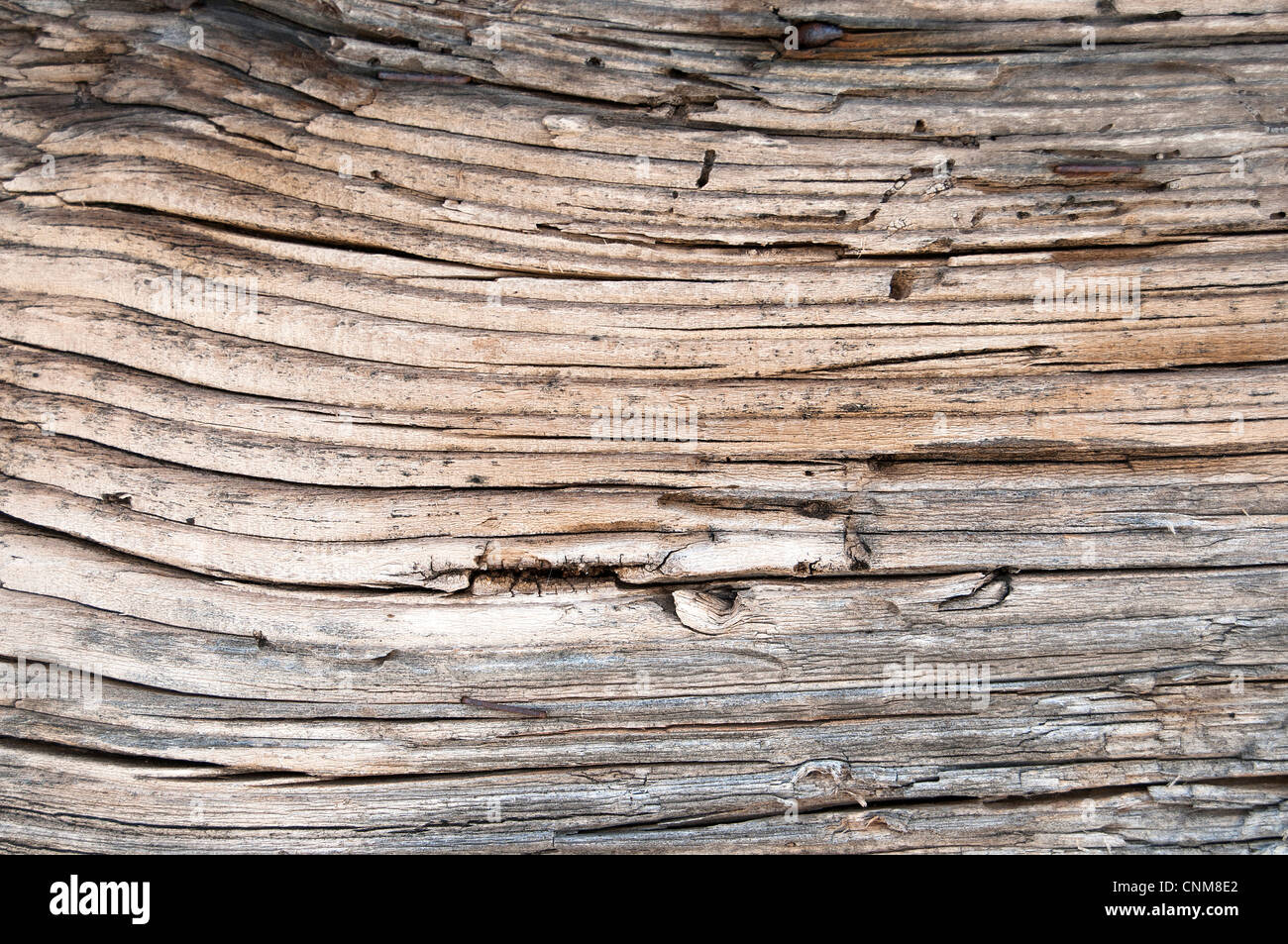 Il taglio a secco di ulivo tronco- texture Foto Stock