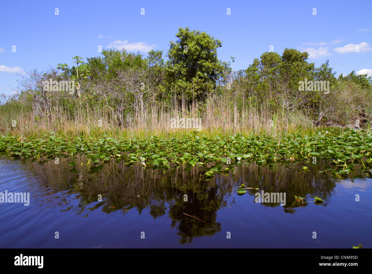 Fort ft. Lauderdale Florida, Everglades Wildlife Management Area, Water Conservation Area 3A, Holiday Park, sawgrass, Cladium jamaicense, Nuphar advena, spat Foto Stock