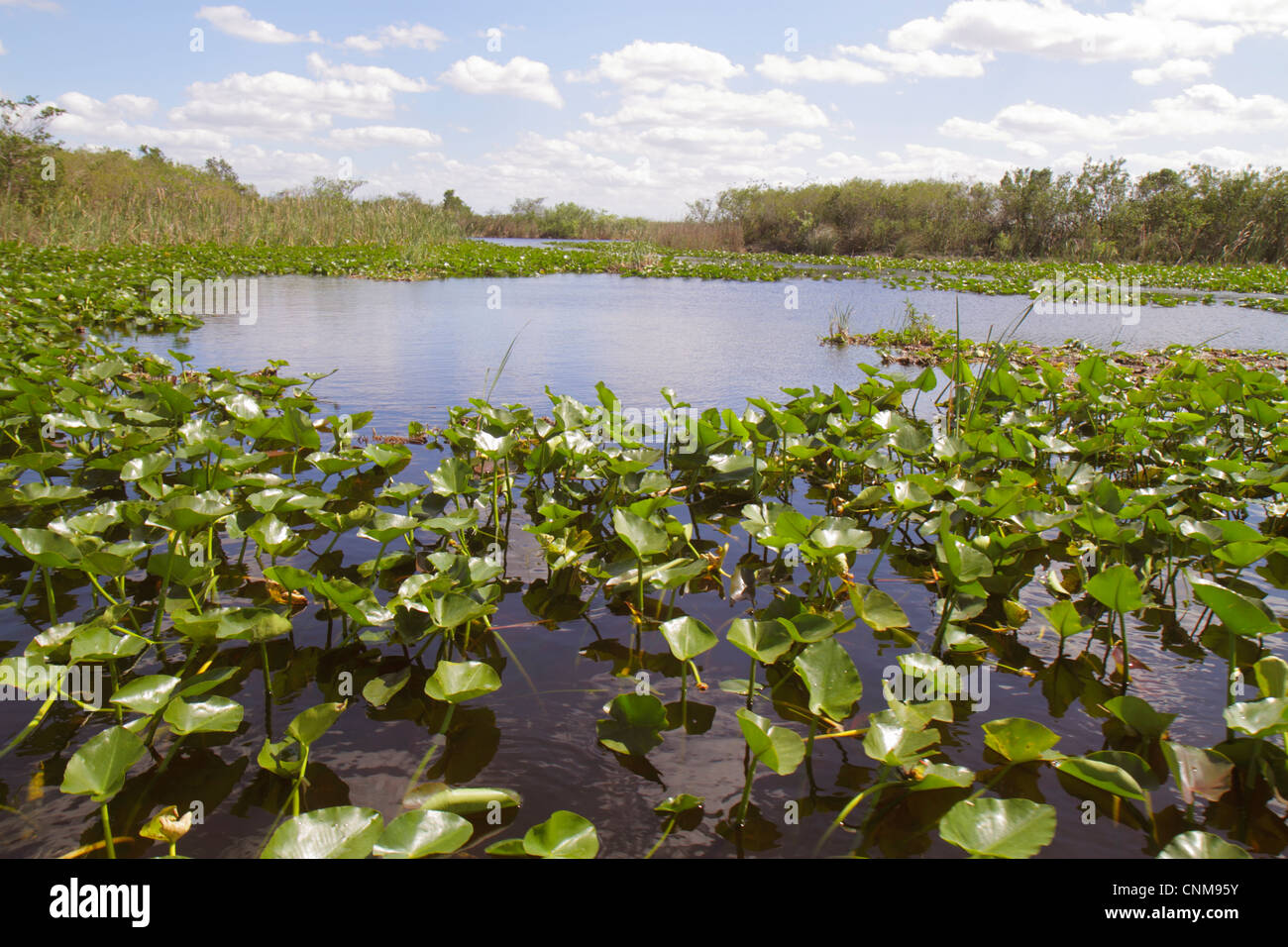 Fort ft. Lauderdale Florida, Everglades Wildlife Management Area, Water Conservation Area 3A, Holiday Park, sawgrass, Cladium jamaicense, Nuphar advena, spat Foto Stock