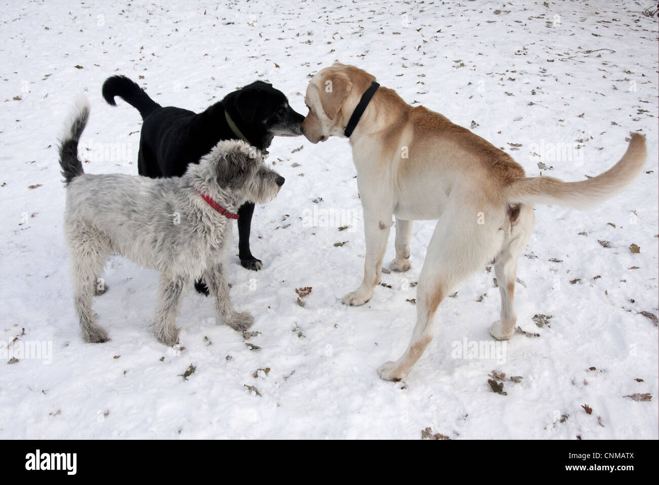 Cane domestico Montagna greca cane labrador cross mongrel anziani adulti incontro di socializzare giovani cane nella neve Inghilterra dicembre Foto Stock