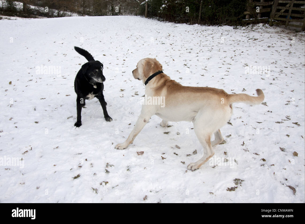 Cane domestico, labrador cross mongrel, anziani adulto, di incontro e socializzazione con giovani cane nella neve, Inghilterra, dicembre Foto Stock