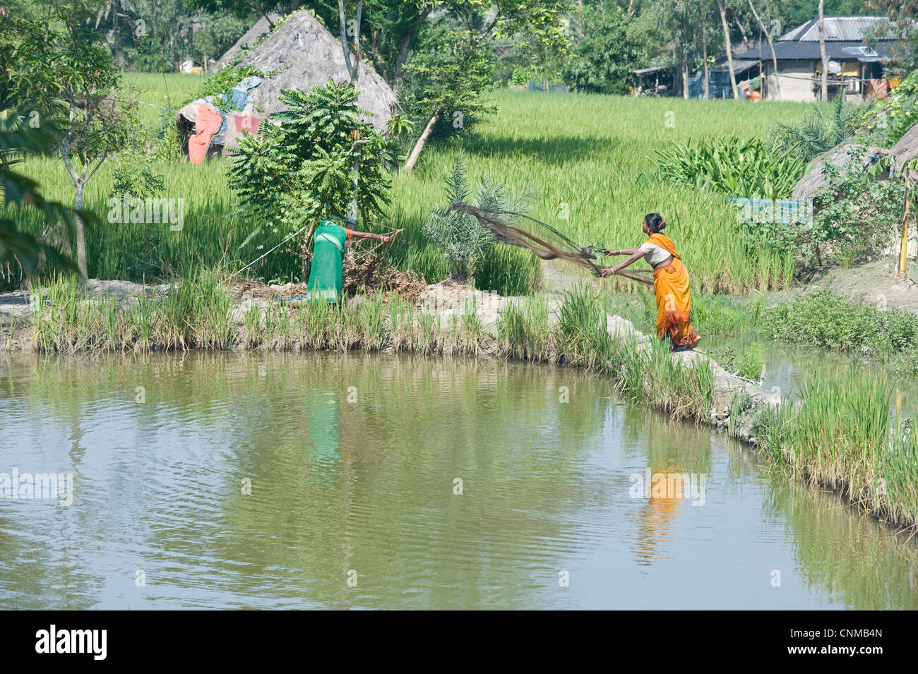 Donna del villaggio di pesca di colata al netto tra i campi di riso, Bali Hat Khola village, isola di Bali, Sunderbans, West Bengal, India, Asia Foto Stock