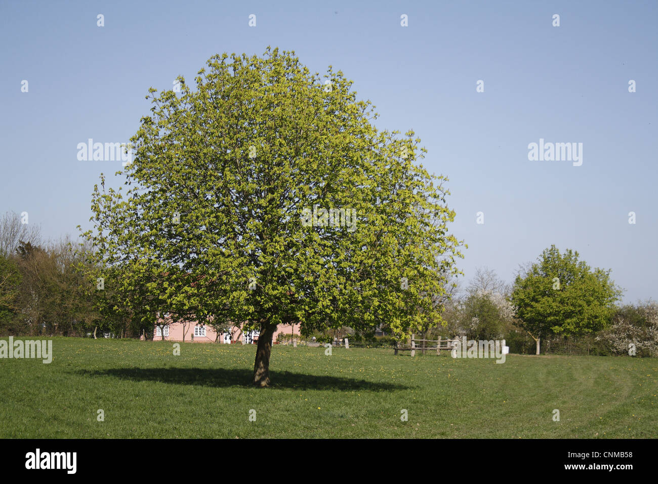 Ippocastano (Aesculus hippocastanum) abitudine, crescendo in prato, Barking Tye, Suffolk, Inghilterra, aprile Foto Stock