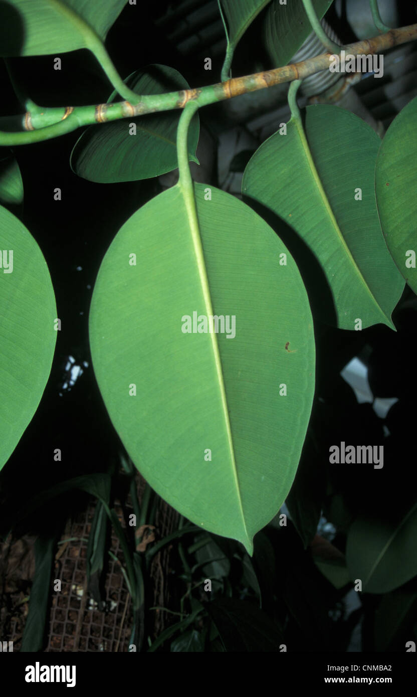 Gomma indiana Fig (Ficus elastica) foglie Foto Stock