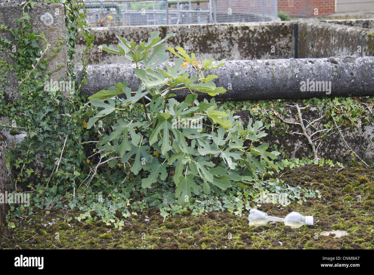 Comune Fig (Ficus carica) giardino escapee, abitudine, crescendo a impianto di depurazione delle acque reflue, Bacton, Suffolk, Inghilterra, settembre Foto Stock