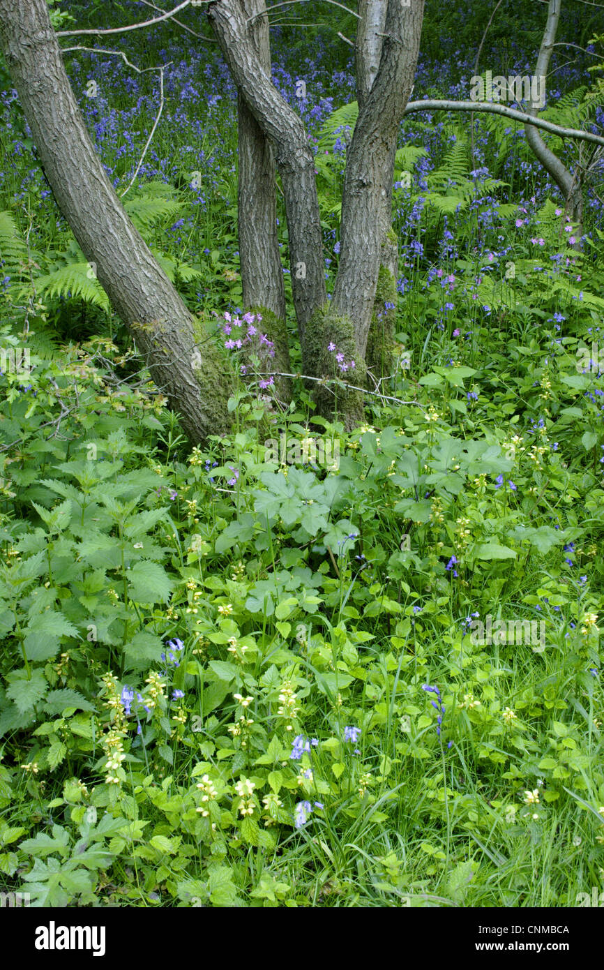 Antichi boschi Bluebell Endimione non scripta giallo Arcangelo Lamiastrum galeobdolon Herb Robert Geranium robertianum Foto Stock