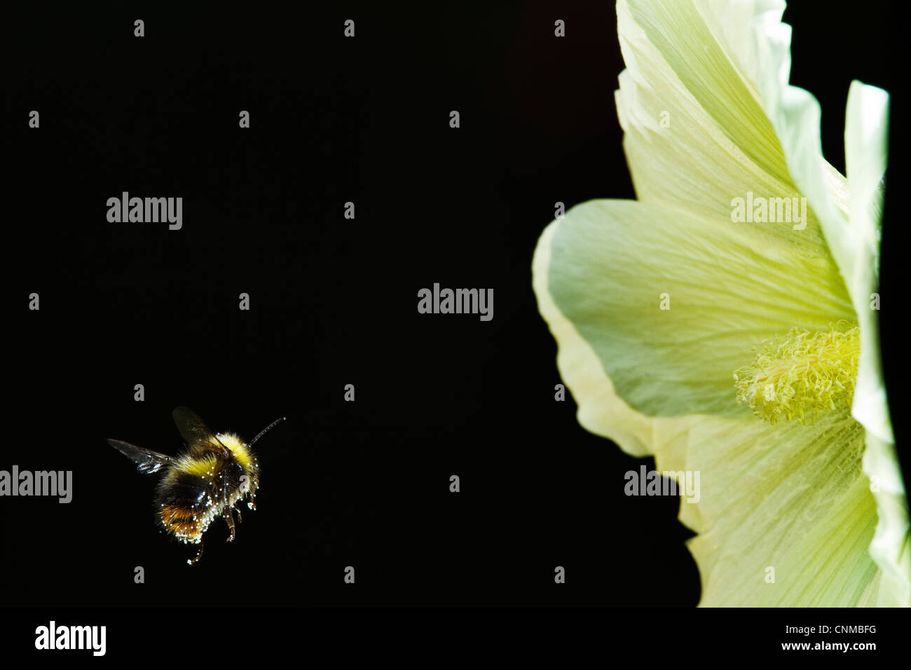 Bumble Bee in volo Foto Stock