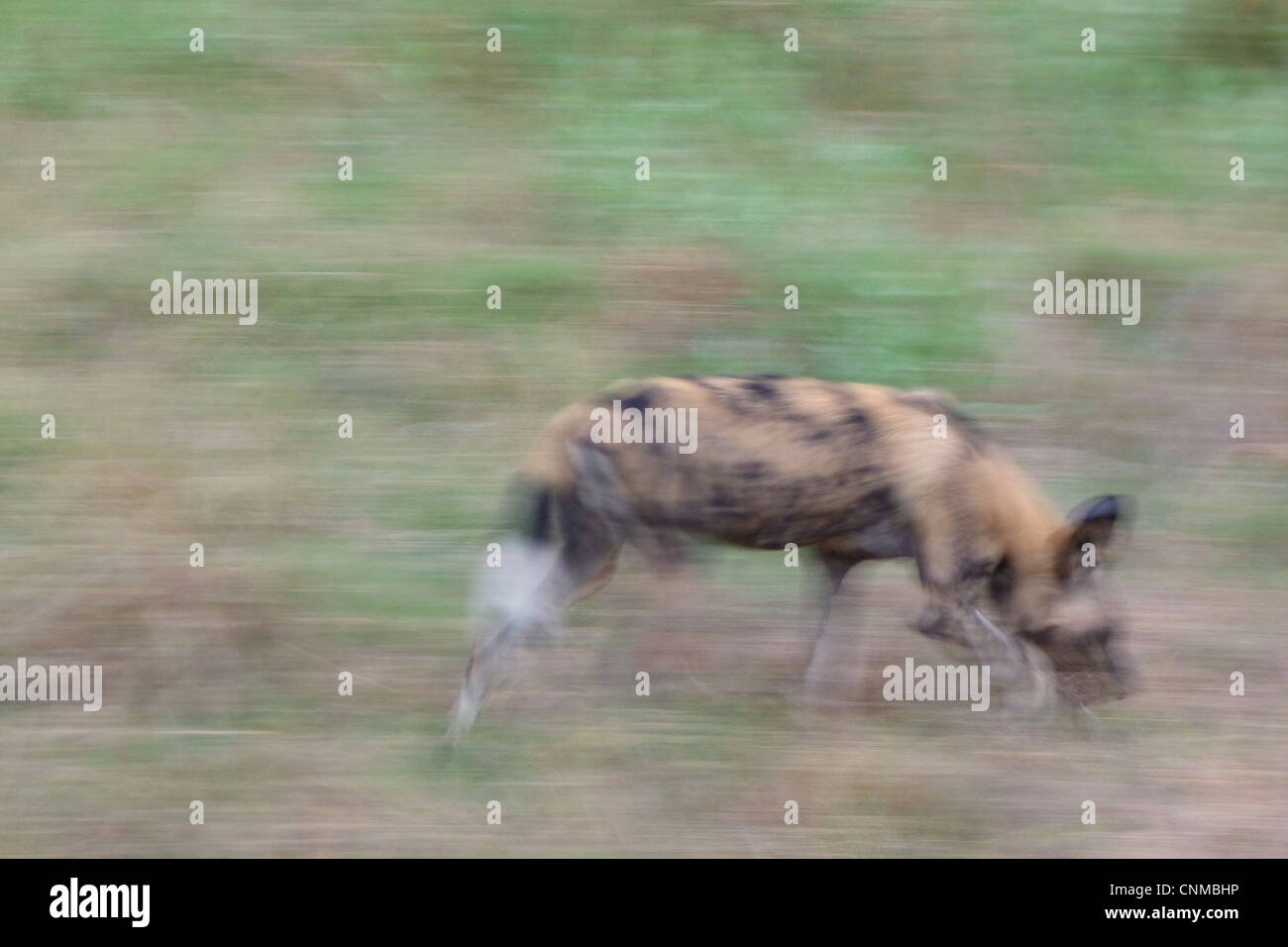 African Wild Dog (Lycaon pictus) adulto, in esecuzione, movimento sfocate, Okavango Delta, Botswana Foto Stock