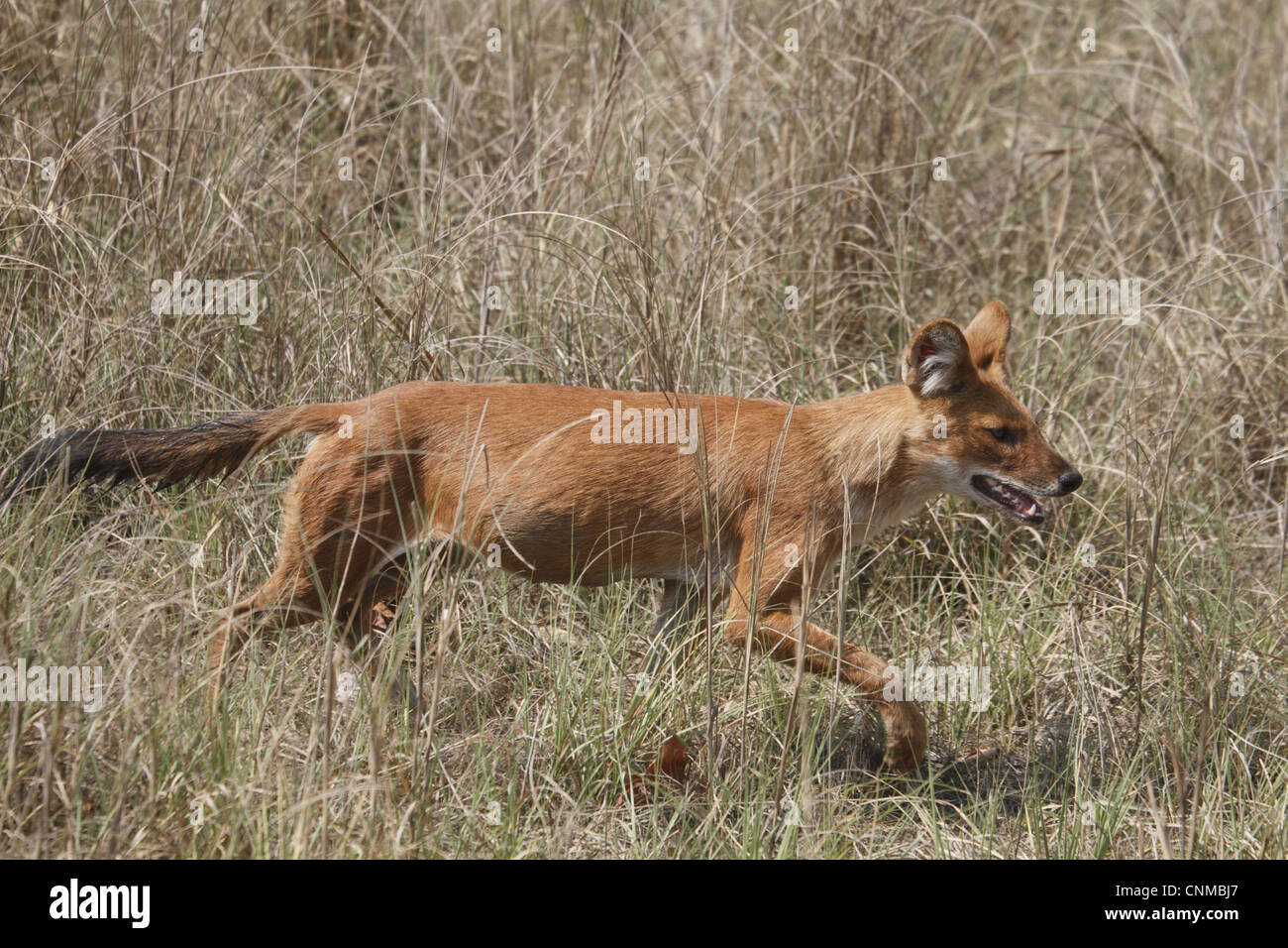 Dhole (Cuon alpinus) adulto, passeggiate in erba, Kanha N.P., Madhya Pradesh, India Foto Stock