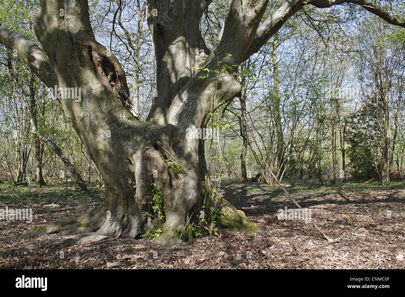 Carpino europeo (Carpinus betulus) abitudine, antico albero che cresce nei boschi, Barking Tye, Suffolk, Inghilterra, aprile Foto Stock