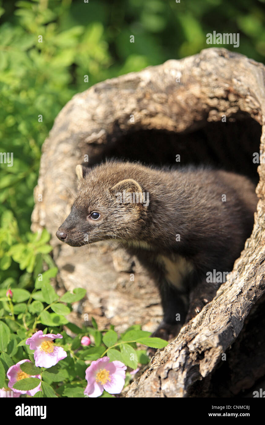 Fisher (Martes pennanti) a quattordici settimane di età i giovani, nella cava tronco di albero, Montana, U.S.A., giugno (prigioniero) Foto Stock