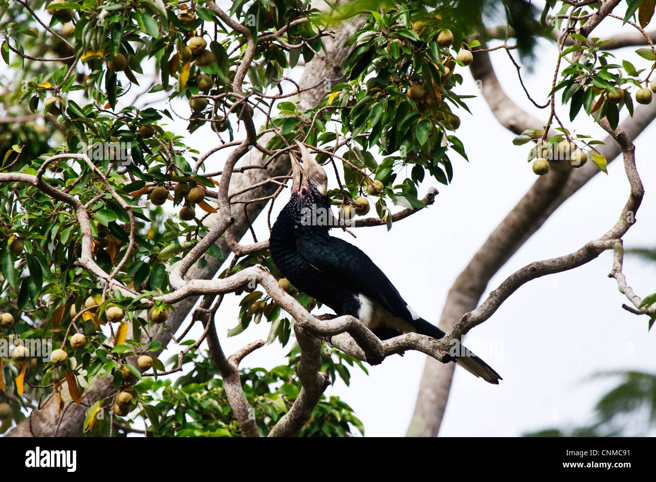 Femmina cheeked argenteo Hornbill Foto Stock