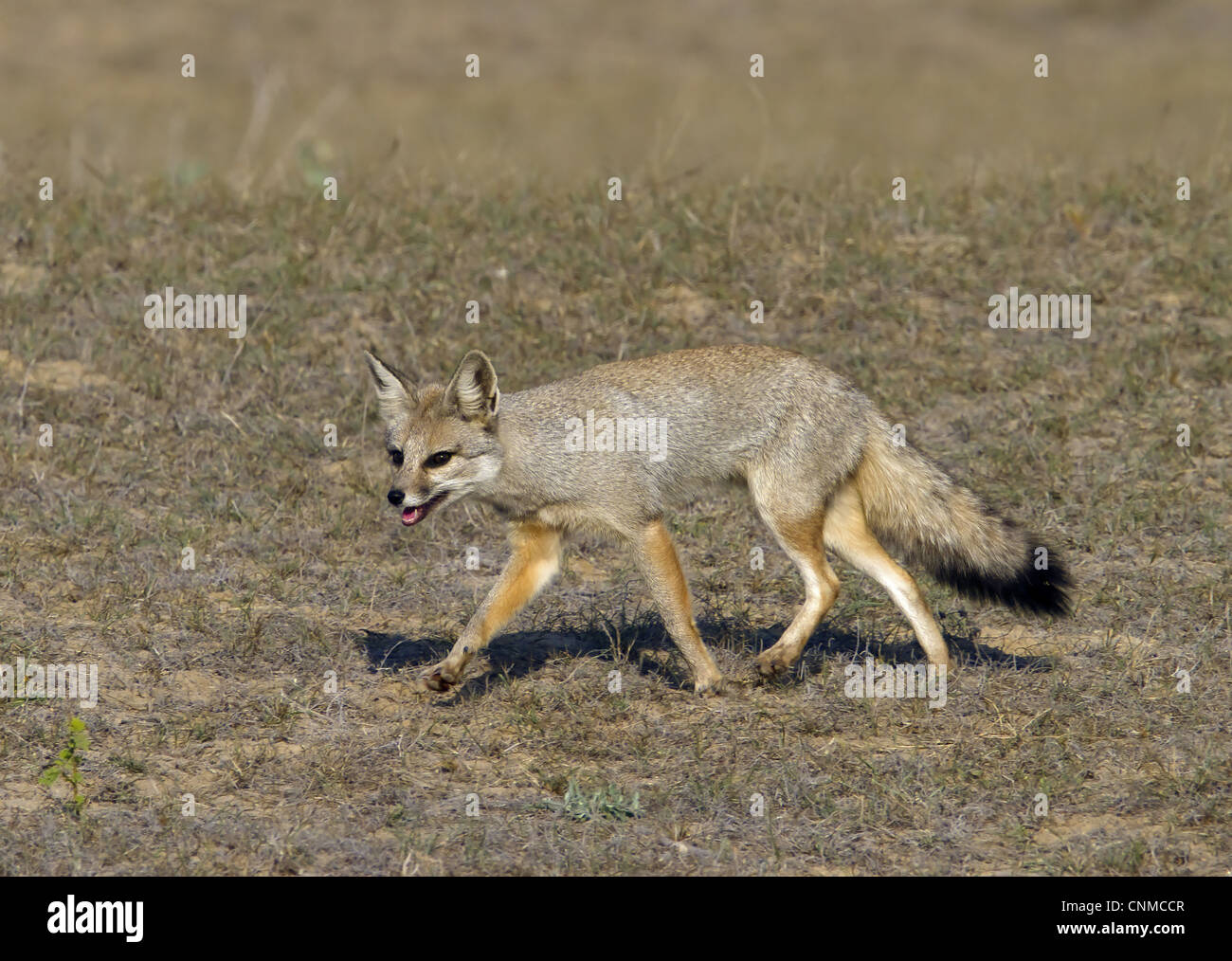 Il Bengala volpe (Vulpes vulpes bengalensis) adulto, in esecuzione sulla steppa erbosa, India settentrionale, gennaio Foto Stock