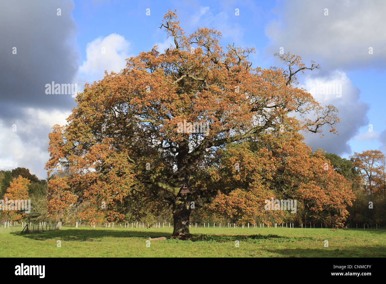 Quercia farnia Quercus robur abitudine antico albero Colore di autunno gufo nestbox nuovo 'Millenium' woodland ex prateria Vicarage Foto Stock