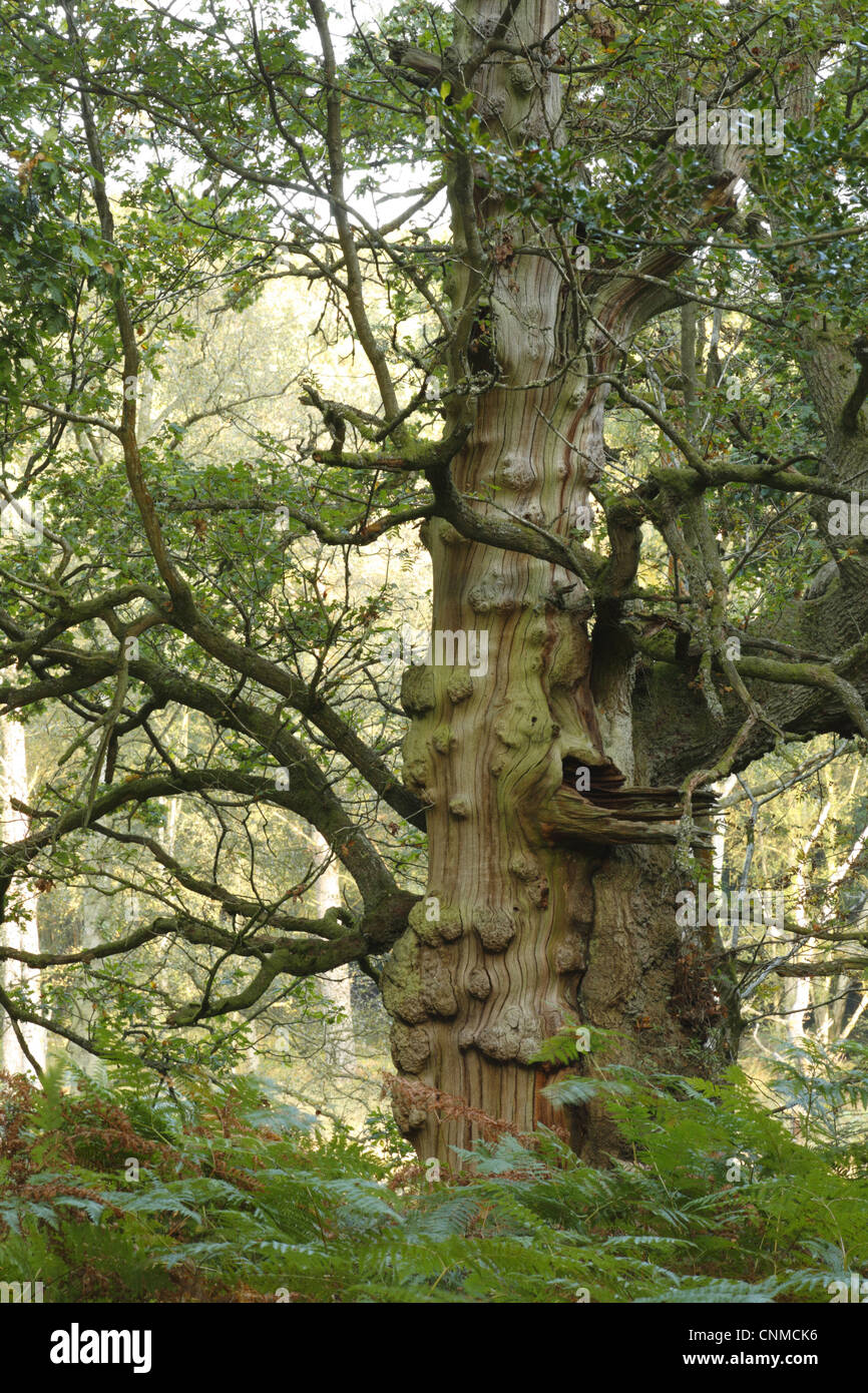 Quercia farnia (Quercus robur) antico albero con legno morto, Foresta di Dean, Gloucestershire, Inghilterra, settembre Foto Stock