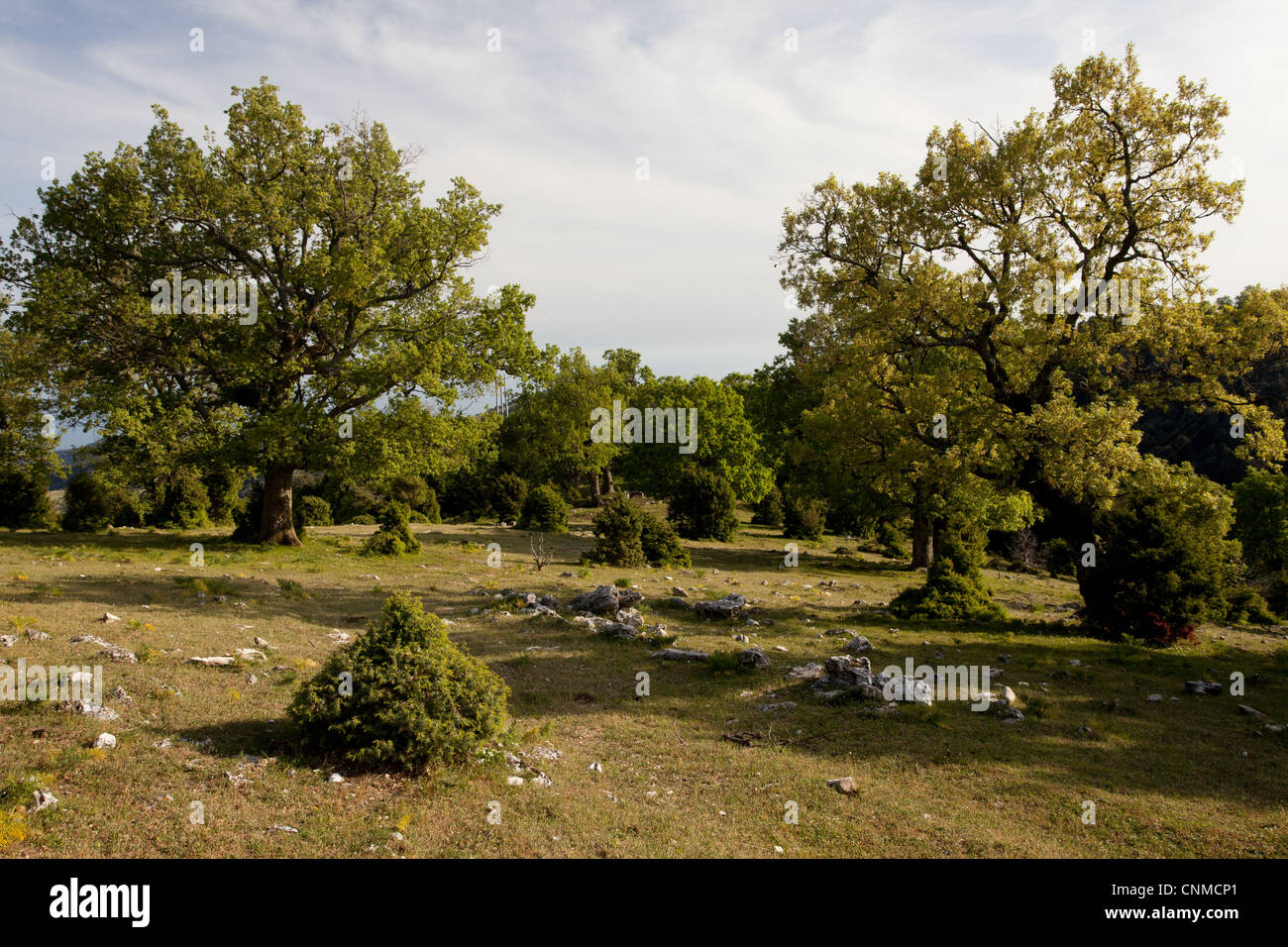 Cerro Quercus cerris Roverella Quercus pubescens Ginepro Juniperus sp. alta legno habitat di pascolo 1000m Gargano Foto Stock
