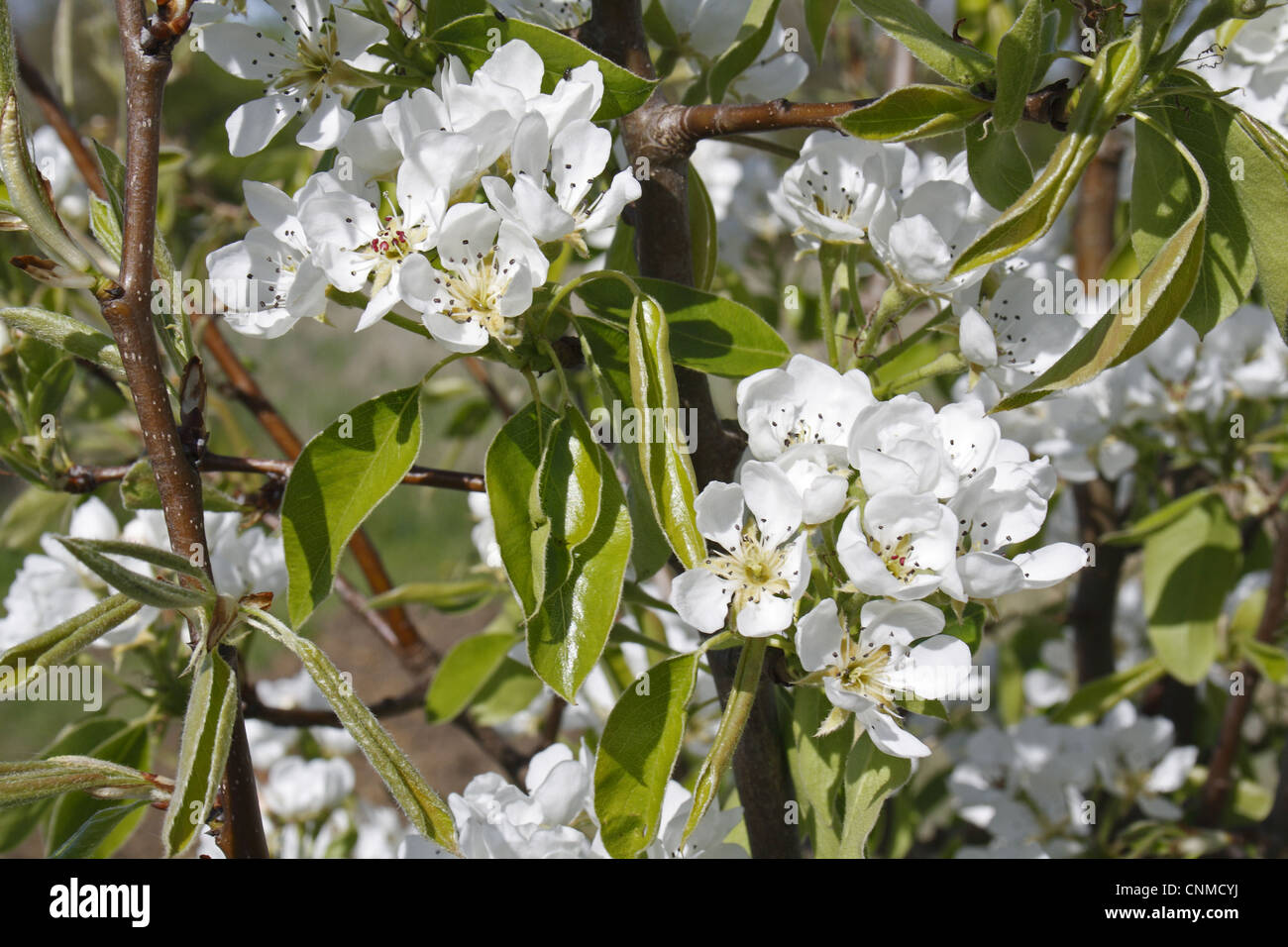 La pera comune (Pyrus communis) "Conferenza", close-up di fiori nel giardino, Suffolk, Inghilterra, aprile Foto Stock