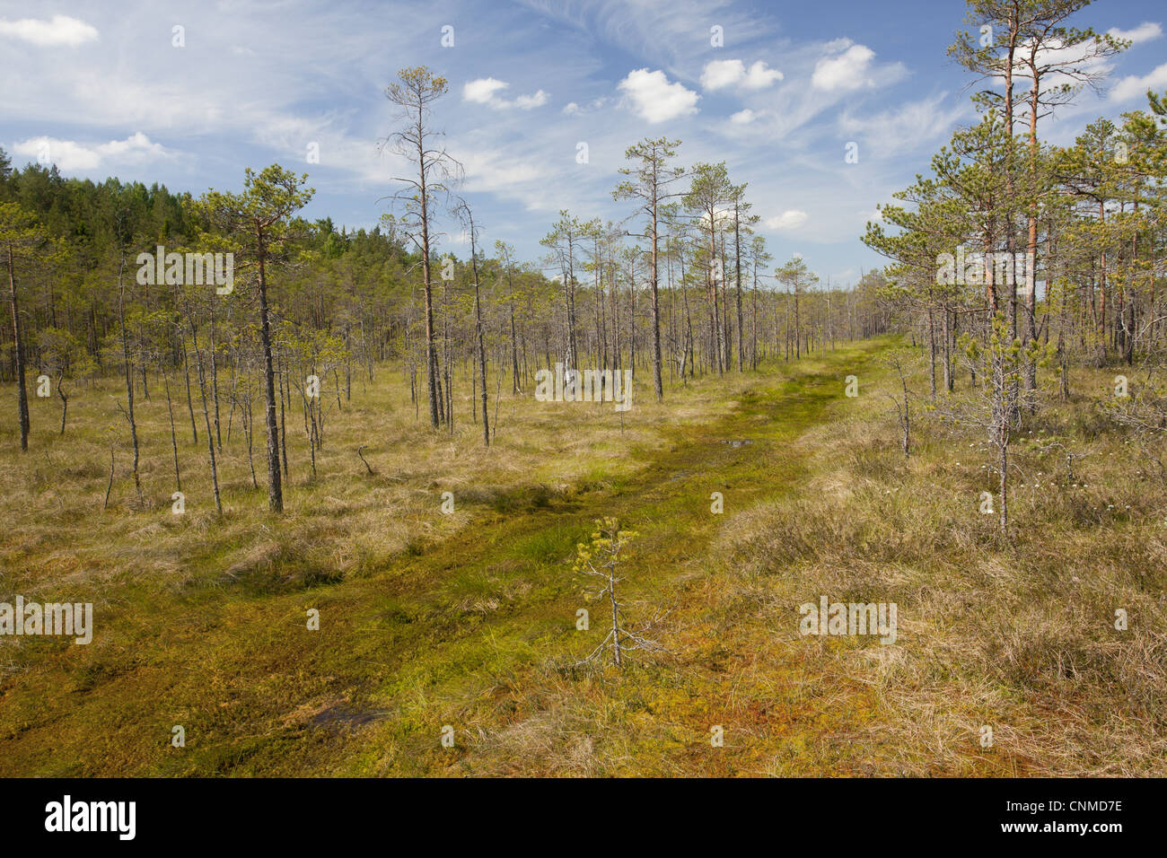 Di Pino silvestre (Pinus sylvestris) bosco, invadendo il bog habitat, Meenikunno Maastikukaitseala Riserva, Estonia, giugno Foto Stock