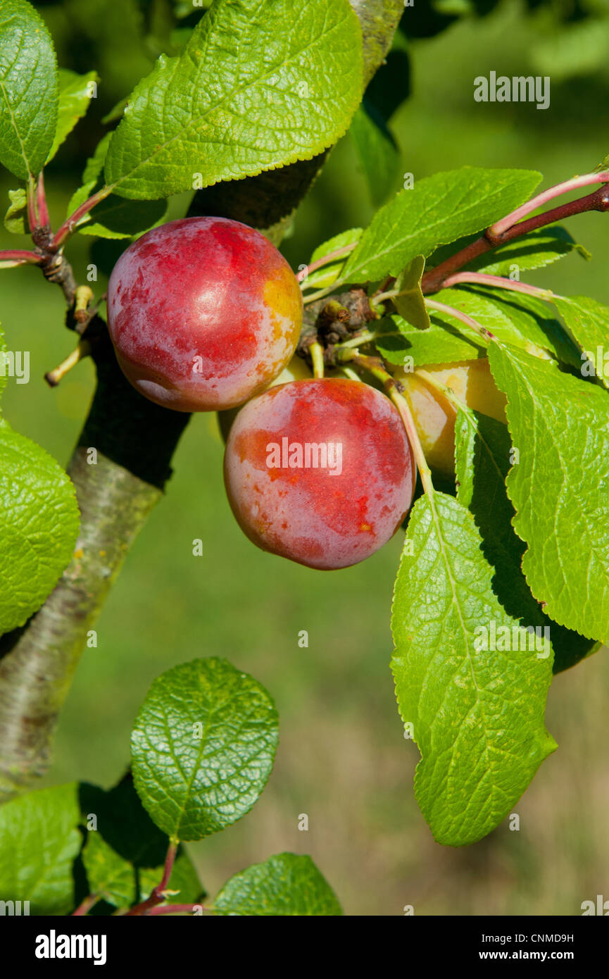 Prugna (Prunus domestica) 'Reeves, close-up di frutta, crescendo nel frutteto, Norfolk, Inghilterra, Agosto Foto Stock