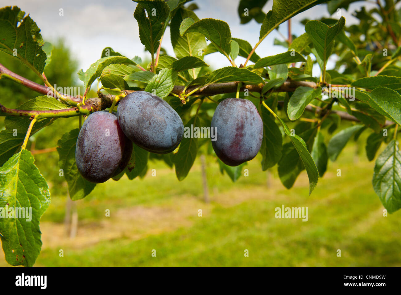 Prugna (Prunus domestica) 'Violetta', close-up di frutta, crescendo nel frutteto, Norfolk, Inghilterra, Agosto Foto Stock
