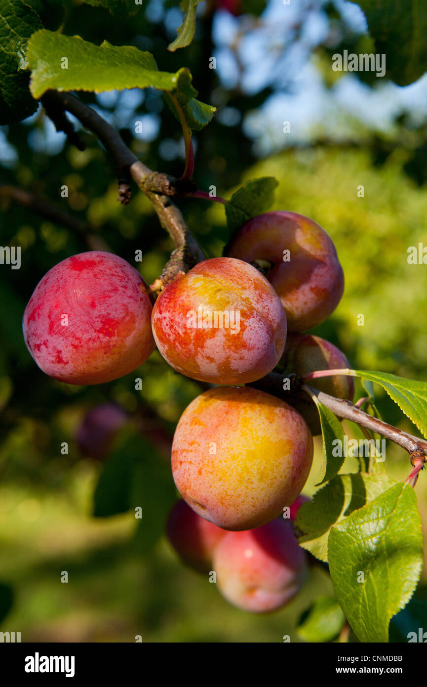 Prugna (Prunus domestica) 'Reeves, close-up di frutta, crescendo nel frutteto, Norfolk, Inghilterra, Agosto Foto Stock