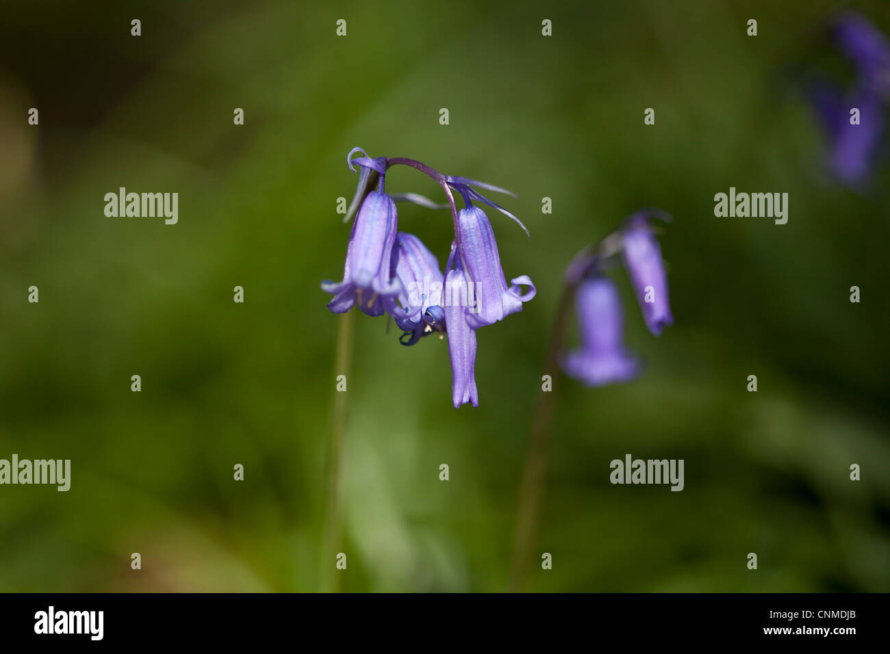 Close up bluebells 'Hyacinthoides non scriptus che coperta bosco Piano, Wales, Regno Unito. Foto Stock