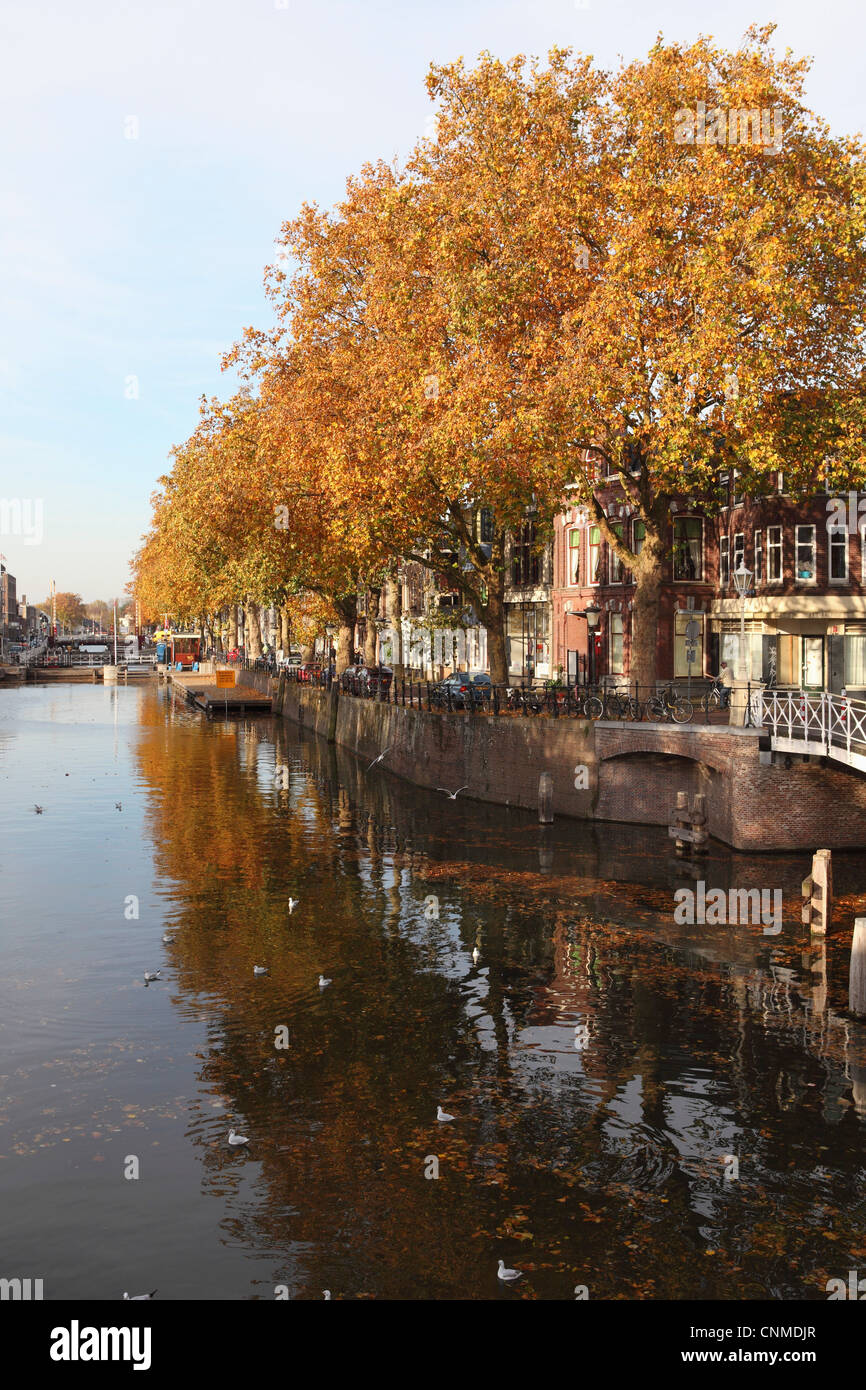 Foglie autunnali riflettono in acqua di un canale nel centro di Utrecht, provincia di Utrecht, Paesi Bassi, Europa Foto Stock
