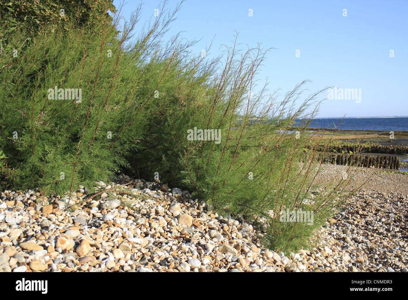 Tamerici (Tamarix gallica) specie introdotte, abitudine, crescendo a bordo della spiaggia, Bembridge, Isle of Wight, Inghilterra, giugno Foto Stock