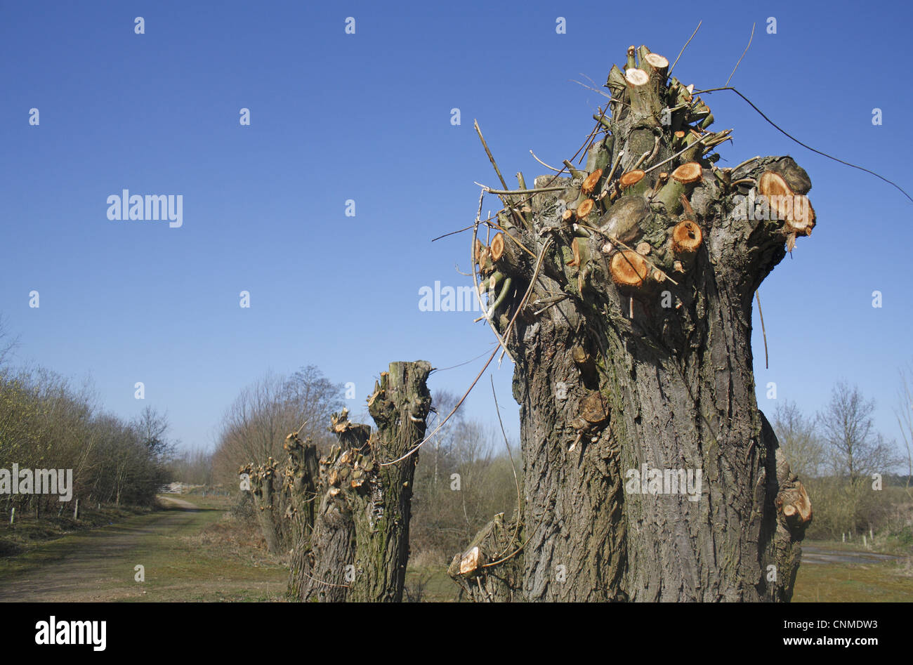 Willow (Salix sp.) pollarded alberi, Lackford Laghi Riserva Naturale, Suffolk, Inghilterra, marzo Foto Stock