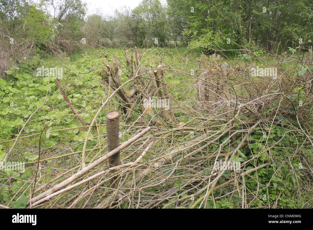 Willow Salix sp. cedui sgabelli letto circondato da hedge posati i rami come protezione per la navigazione sul fiume Cervo Rattlesden Stowmarket Foto Stock