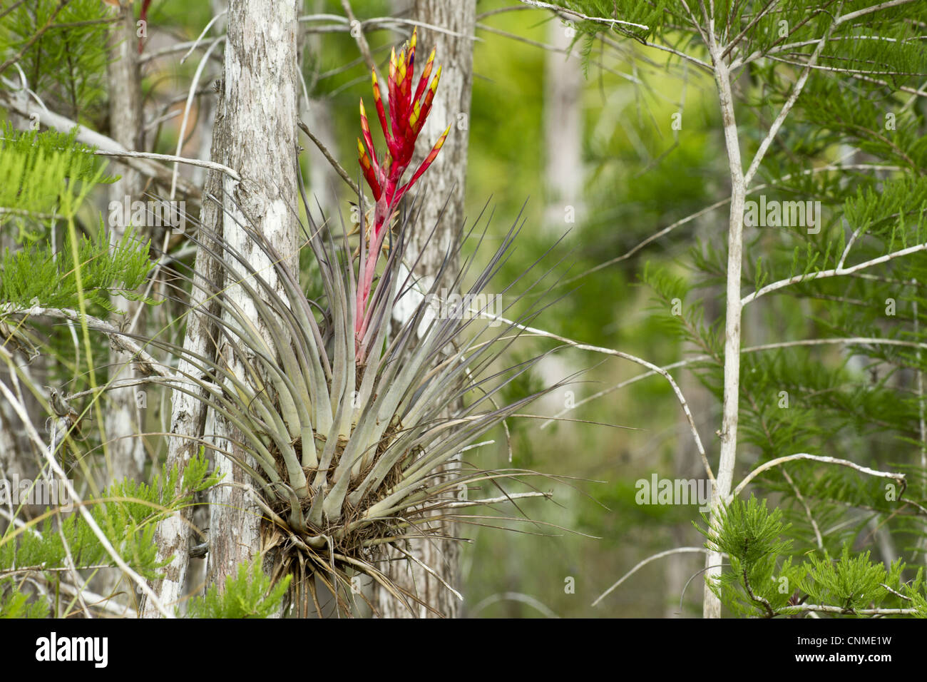 Il Cardinale Airplant (Tillandsia fasciculata) fioritura, crescente sul tronco di albero, Big Cypress Swamp, Florida, U.S.A. Foto Stock