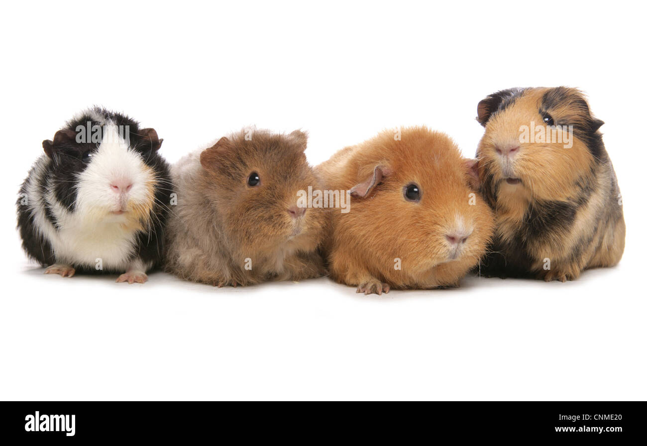 Guinea domestico maiale (cavia porcellus) quattro adulti, in piedi Foto Stock