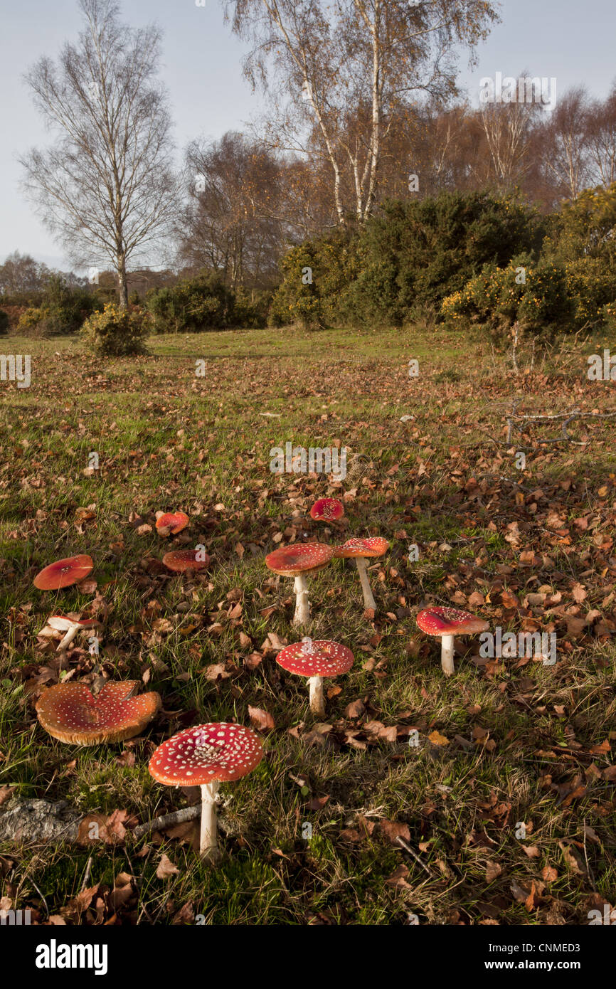 Fly Agaric amanita muscaria corpi fruttiferi gruppo crescente di betulla prateria vecchio habitat comune Gorley New Forest Hampshire Foto Stock