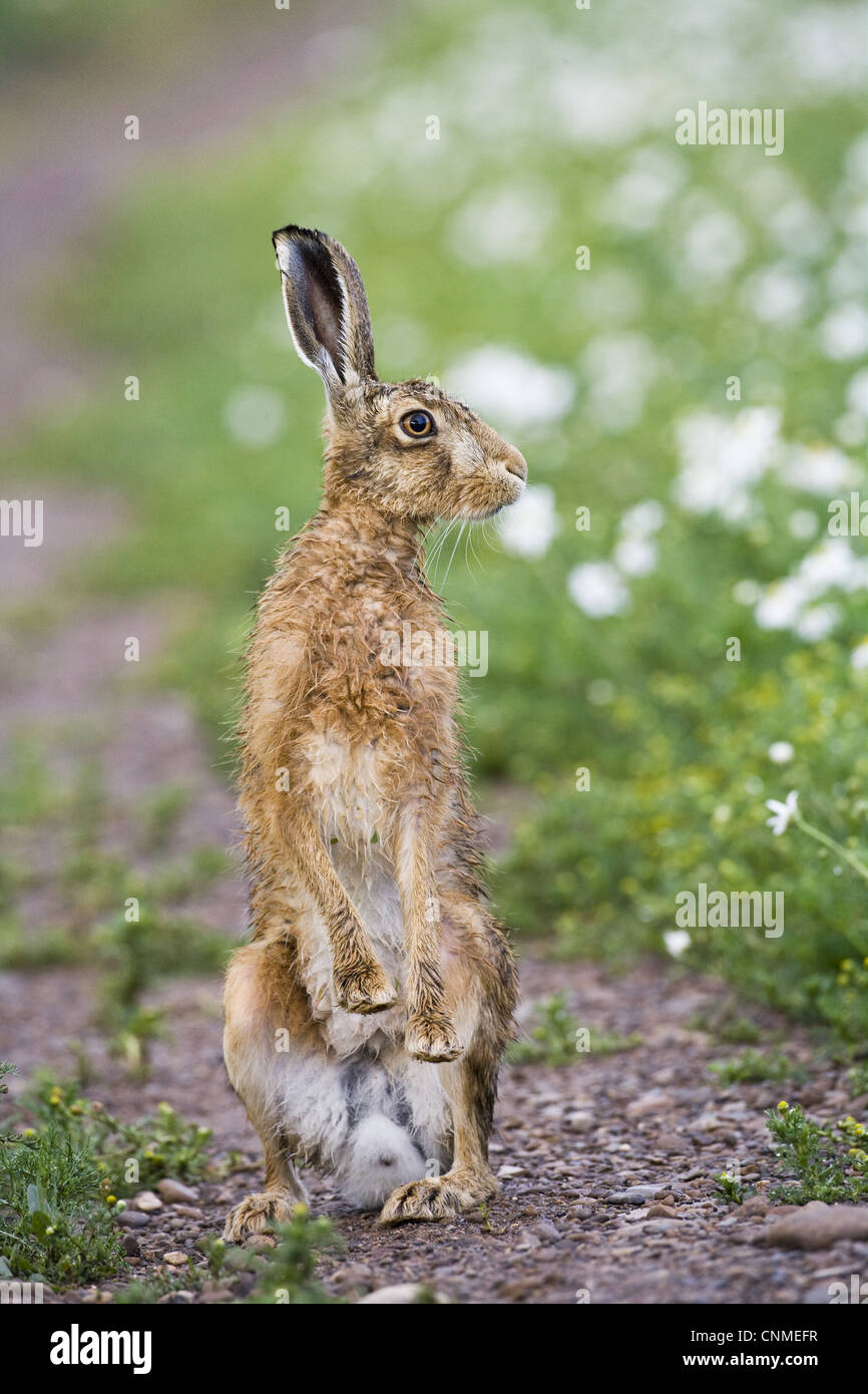 Unione lepre (Lepus europaeus) adulto, avviso, in piedi sulle zampe posteriori, sulla via in terreni agricoli, County Durham, Inghilterra, giugno Foto Stock