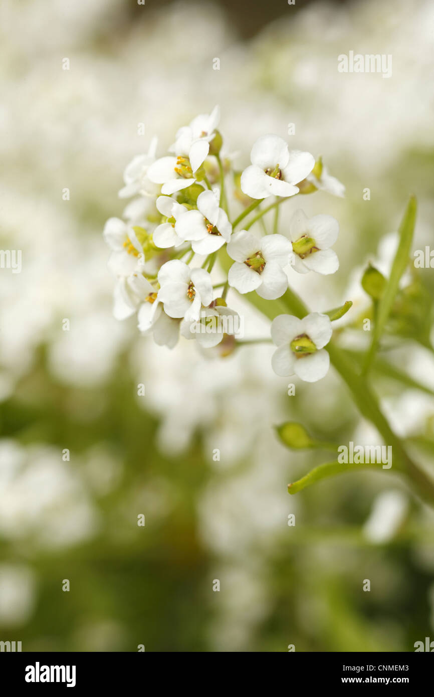 Sweet Alyssum (Lobularia maritima) close-up di fiori nel giardino, POWYS, GALLES, giugno Foto Stock