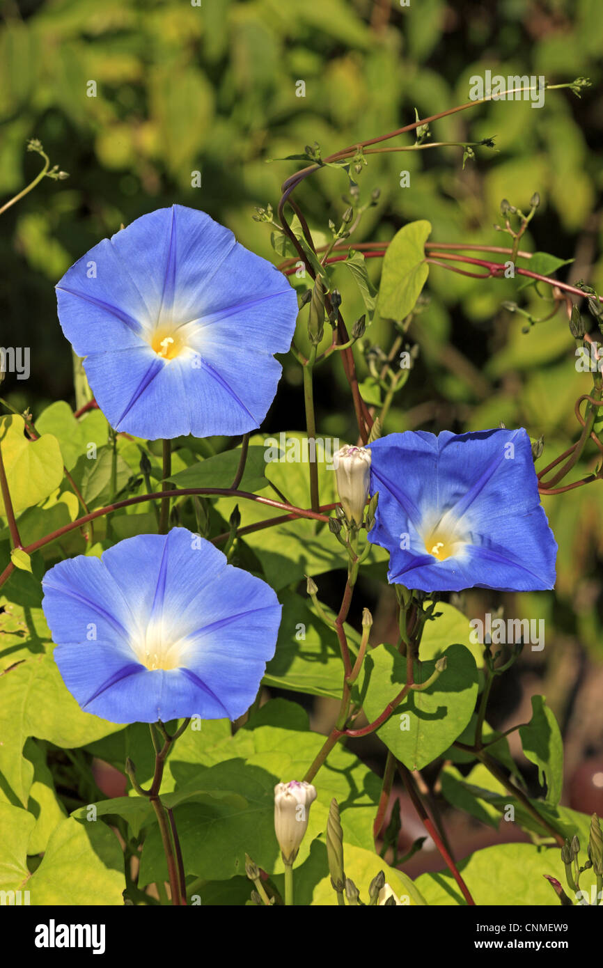 Comune di gloria di mattina (Ipomoea purpurea) fioritura, in giardino, Ellerstadt, Renania-Palatinato, Germania, ottobre Foto Stock